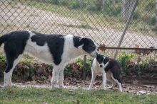 PILI, Hund, „Mini“ Border Collie Mischling in Spanien - Bild 5