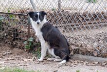 PILI, Hund, „Mini“ Border Collie Mischling in Spanien - Bild 6