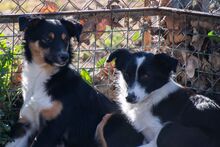 PILI, Hund, „Mini“ Border Collie Mischling in Spanien - Bild 7