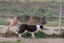 PILI, Hund, „Mini“ Border Collie Mischling in Spanien - Bild 8