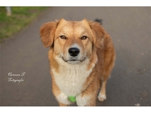 JODY, Hund, Mischlingshund in Mönchengladbach - Bild 3