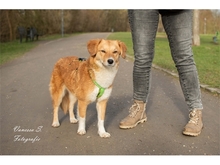 JODY, Hund, Mischlingshund in Mönchengladbach - Bild 7