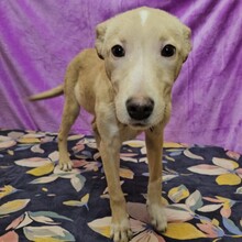 SMIORCHI, Hund, Mischlingshund in Rumänien - Bild 11