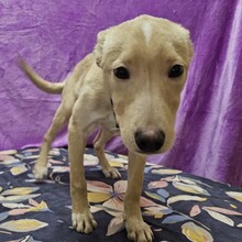 SMIORCHI, Hund, Mischlingshund in Rumänien - Bild 13