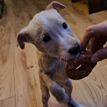 SMIROCHI, Hund, Mischlingshund in Rumänien - Bild 7