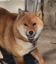 ROKACSKA, Hund, Shiba Inu Mix in Belgien - Bild 1