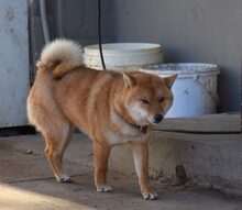 ROKACSKA, Hund, Shiba Inu Mix in Belgien - Bild 3