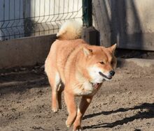 ROKACSKA, Hund, Shiba Inu Mix in Belgien - Bild 4