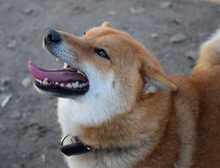 ROKACSKA, Hund, Shiba Inu Mix in Belgien - Bild 5