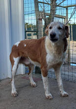 TODDY, Hund, Mischlingshund in Portugal - Bild 4