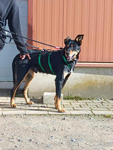 BENIN, Hund, Mischlingshund in Solingen - Bild 1