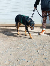 BENIN, Hund, Mischlingshund in Solingen - Bild 4