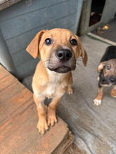 EMIL, Hund, Mischlingshund in Portugal - Bild 1