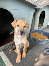 EMIL, Hund, Mischlingshund in Portugal - Bild 4