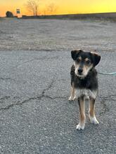 MARIOLA, Hund, Mischlingshund in Belgien - Bild 2