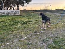 MARIOLA, Hund, Mischlingshund in Belgien - Bild 5