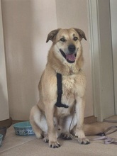 FERMIN, Hund, Hannoverscher Schweißhund-Mix in Königs Wusterhausen