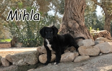 MIHLA, Hund, Mischlingshund in Spanien - Bild 1