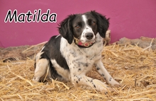 MATILDA, Hund, Epagneul Breton - Springer Spaniel in Spanien - Bild 1