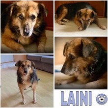 LAINI, Hund, Mischlingshund in Reinheim - Bild 1