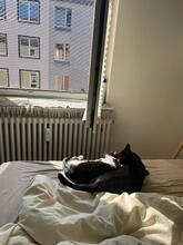 MILLA, Katze, Europäisch Kurzhaar in München