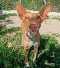 NOA, Hund, Podenco in Spanien - Bild 1