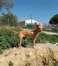 NOA, Hund, Podenco in Spanien - Bild 2