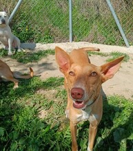 NOA, Hund, Podenco in Spanien - Bild 3