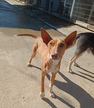 NOA, Hund, Podenco in Spanien - Bild 4