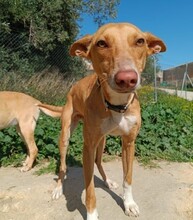 NOA, Hund, Podenco in Spanien - Bild 5