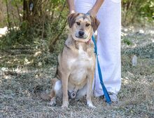 FRANCIS, Hund, Mischlingshund in Griechenland - Bild 2