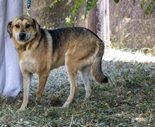 FRANCIS, Hund, Mischlingshund in Griechenland - Bild 3