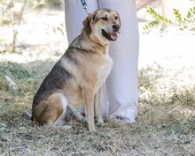 FRANCIS, Hund, Mischlingshund in Griechenland - Bild 4