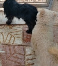 YAKO, Hund, Pudel in Spanien - Bild 4