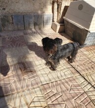 MICKY, Hund, Mischling in Spanien - Bild 5