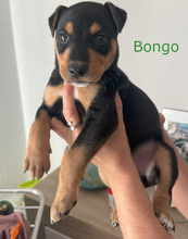 BONGO, Hund, Mischlingshund in Spanien - Bild 2