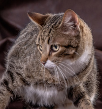 IGOR, Katze, Europäisch Kurzhaar in Portugal - Bild 5