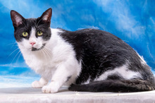 OREO, Katze, Europäisch Kurzhaar in Portugal - Bild 2