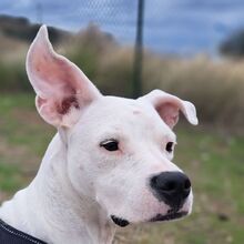 PAI, Hund, Dogo Argentino Mischling in Spanien - Bild 1