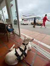 PAI, Hund, Dogo Argentino Mischling in Spanien - Bild 10