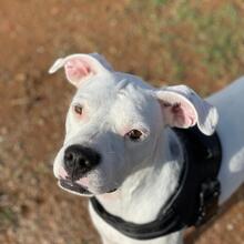 PAI, Hund, Dogo Argentino Mischling in Spanien - Bild 2