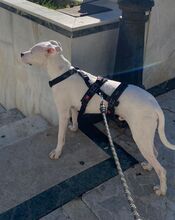 PAI, Hund, Dogo Argentino Mischling in Spanien - Bild 3