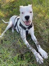 PAI, Hund, Dogo Argentino Mischling in Spanien - Bild 4