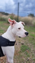 PAI, Hund, Dogo Argentino Mischling in Spanien - Bild 5