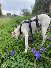 PAI, Hund, Dogo Argentino Mischling in Spanien - Bild 6