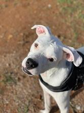 PAI, Hund, Dogo Argentino Mischling in Spanien - Bild 7