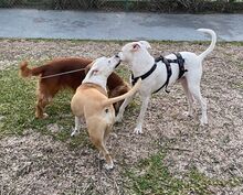 PAI, Hund, Dogo Argentino Mischling in Spanien - Bild 8