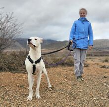 PAI, Hund, Dogo Argentino Mischling in Spanien - Bild 9