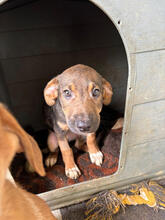 ERNA, Hund, Mischlingshund in Portugal - Bild 1