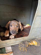 ERNA, Hund, Mischlingshund in Portugal - Bild 4